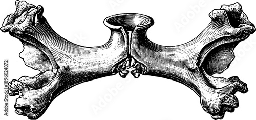 19th century vertebra bone fossil study engraving for botanical and educational design