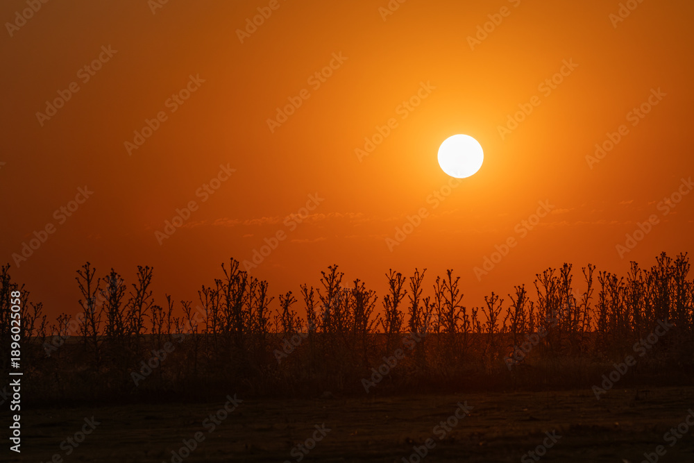 Fototapeta premium sunset in the field