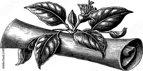 Vintage botanical ribbon scroll design for invitations and nature-themed decor