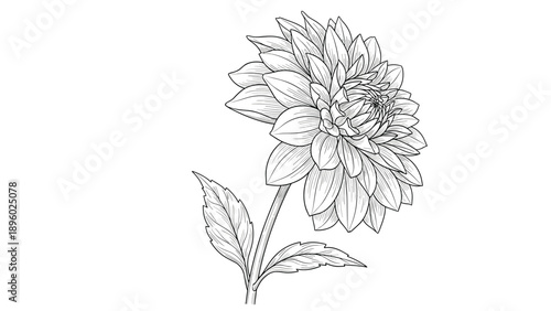 Hand drawn dahlia flower is shown in a detailed black ink sketch style with intricate petals and a single leaf.
