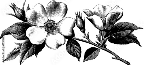 Vintage botanical frame with 19th century engraving style for design and decoration