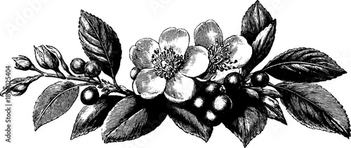 Vintage botanical engraving of floral arrangement for interior design and decoration