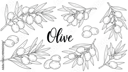 Set of various hand-drawn olive branches and individual olives in black line art with the word Olive in the center.
