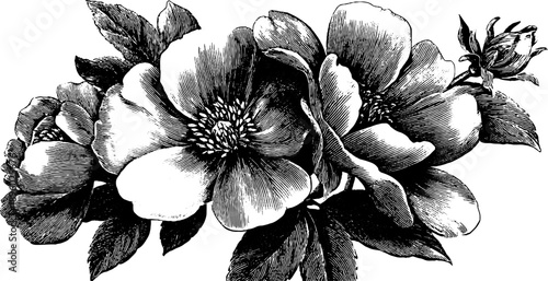 Vintage botanical floral design for textile rug patterns and decoration