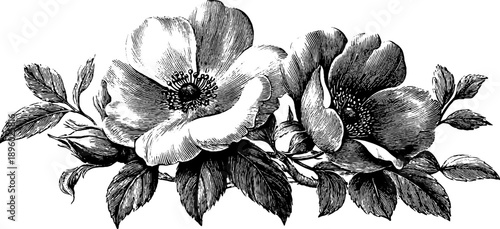 Intricate vintage botanical rug pattern with hand-drawn floral engraving design