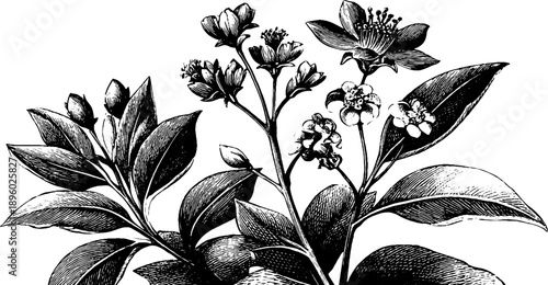 Vintage botanical sketch with rug textile pattern for retro design