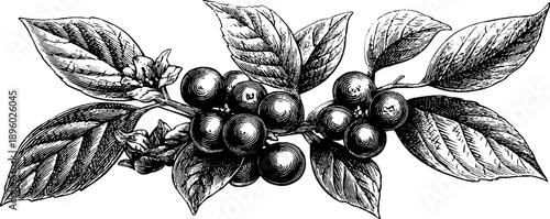 Vintage botanical engraving of leaves and berries for interior design and decoration