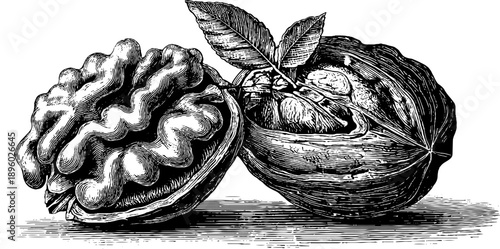Vintage botanical engraving of walnut seed cross section for historical and educational design