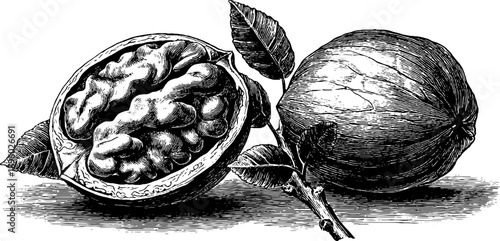 Vintage botanical walnut seed cross section engraving from the 19th century