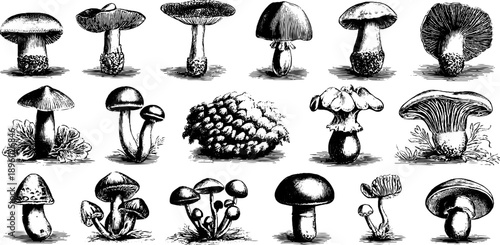 Vintage botanical study of colorful waxcap mushroom species for educational design