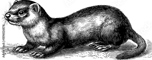 Vintage botanical study of a weasel - 19th-century hand drawn engraving silhouette for retro design