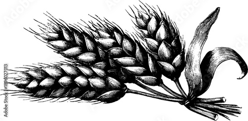 Vintage botanical study of wheat ears - detailed sketch and engraving for agricultural design