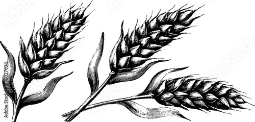 Vintage botanical study of wheat flour ingredient from 19th century engraving