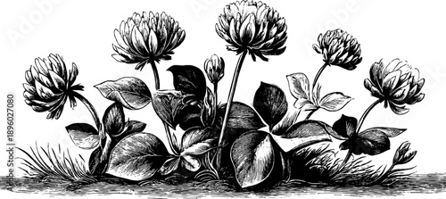 19th century botanical engraving of white clover in meadow setting