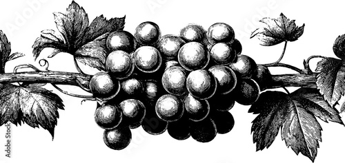 Vintage botanical illustration of white grape variety branch for design and decor