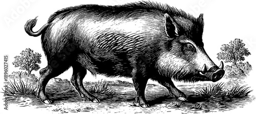 Vintage wild boar in forest scene botanical engraving from 19th century