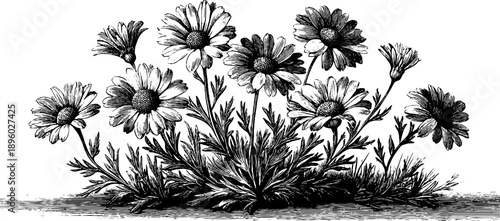 Wild chamomile flower botanical study - 19th century vintage engraving for art and design