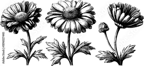 Wild chamomile flower study: vintage botanical design for prints and posters