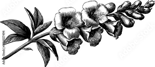 Wild foxglove flower spike botanical illustration from 19th century engraving