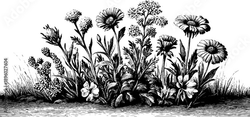 Vintage botanical engraving of wild grasses and flowers bouquet for design and decoration