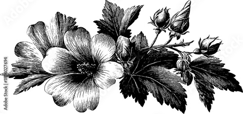 Wild mallow flower botanical engraving with leaves for retro design