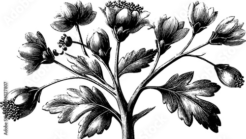 Wild meadow rue botanical artwork from 19th century for design and decor