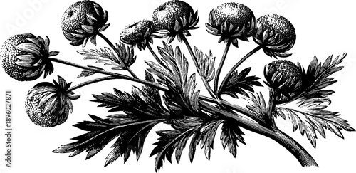 Wild tansy flowering plant vintage botanical illustration - 19th century botanical engraving design