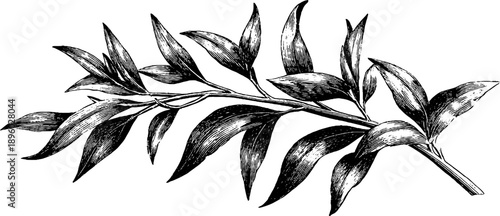 Vintage botanical engraving of willow branch with narrow leaves for nature design