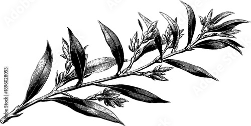 Vintage botanical engraving of willow branch with narrow leaves - perfect for design, print, and decor