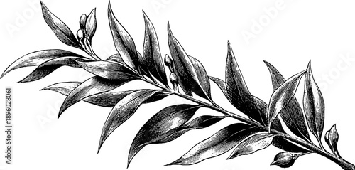 Vintage botanical engraving of willow branch with narrow leaves for retro design