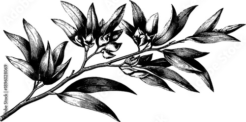 Vintage botanical willow branch sketch with narrow leaves for design or print