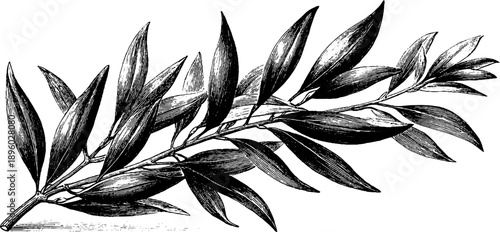 Vintage botanical illustration of willow branch with narrow leaves for design or decoration