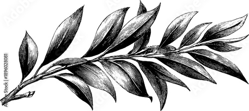 Vintage botanical engraving of a willow branch with narrow leaves for design and decoration