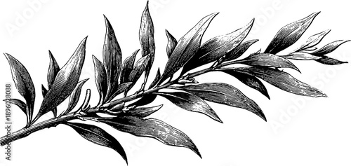 Vintage botanical illustration of willow branch with narrow leaves for design or decoration