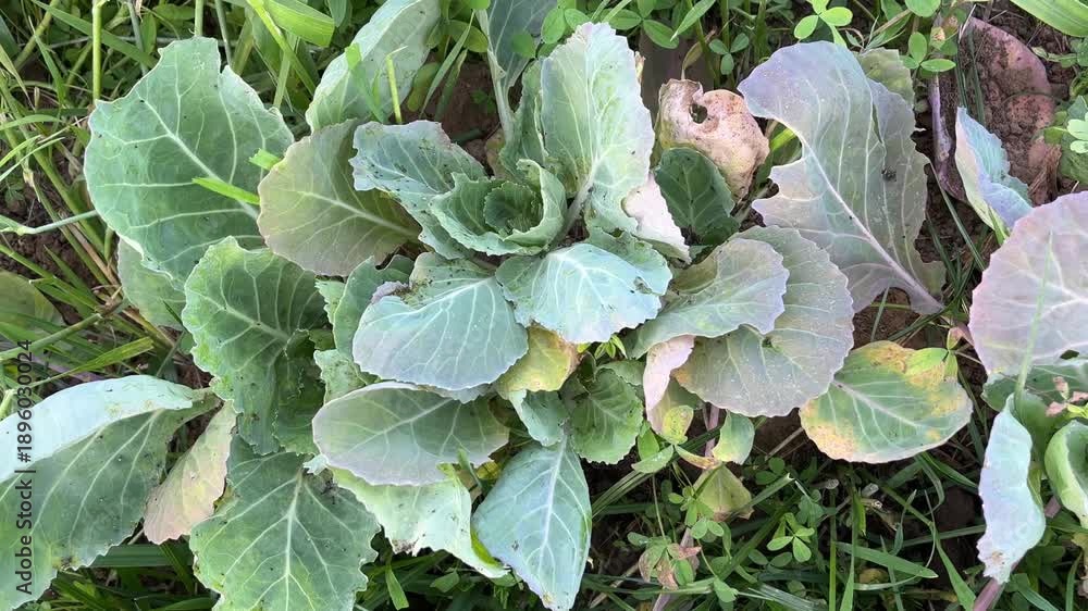 Cabbage Plant Leaves Damaged by Pests in Vegetable Garden Showing Crop ...