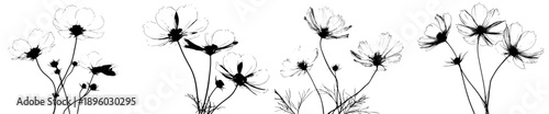 Silhouettes of Three Cosmos Flowers in Black and White