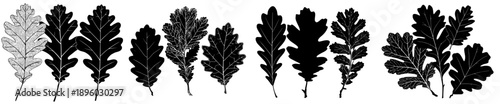 Silhouette Serenity: Three Oak Leaves in Black and White Artistry