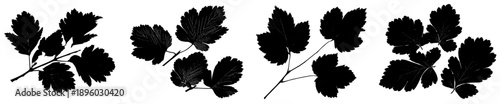 Elegant Silhouette of Three Hawthorn Leaves, Poised and Serene