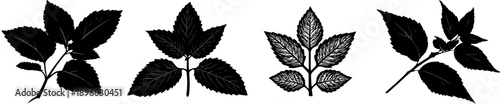 Silhouette of Three Mint Leaves