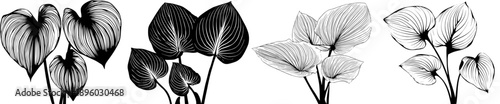 Silhouette of Hosta Plant Leaves
