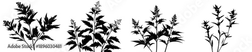 Botanical Bounty: Artistic Silhouette of a Group of Mugwort Sprigs
