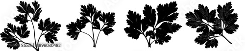 Silhouette of Three Parsley Leaves - A Timeless Symbol of Freshness and Health.