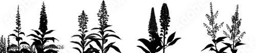 Silhouettes of Nature: Flowering Plants and Weeds
