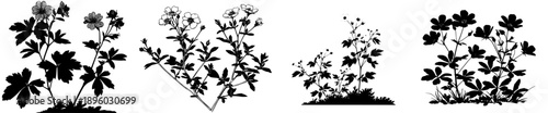 Silhouette of two Potentilla shrubs with small five petals