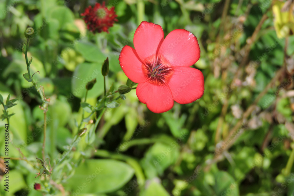 Obraz premium Macro shot of a red scarlet flax flower (Linum grandiflorum) in bloom
