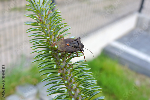 Fotografie Forest bug (red-legged shieldbug) sitting on a green fir tree branch, macro