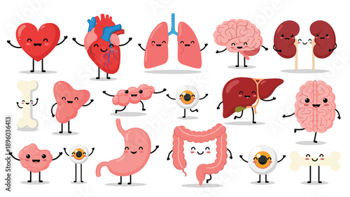 Collection of cheerful cartoon human internal organs including the heart, lungs, and brain with friendly faces for medical education.