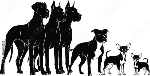 Black silhouette set of various dog breeds from large Great Dane to small Chihuahua, canine size comparison collection isolated on white background vector.