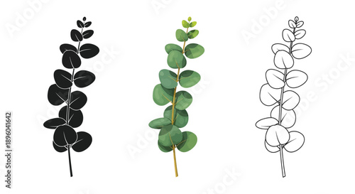 Eucalyptus branch illustration set of silver dollar eucalyptus shown in watercolor color, silhouette, and outline styles
