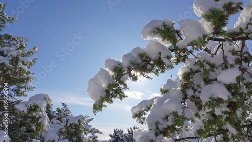 Snow and winter in mountain forest at daylight.